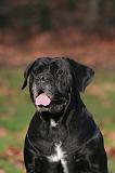 CANE CORSO 1408